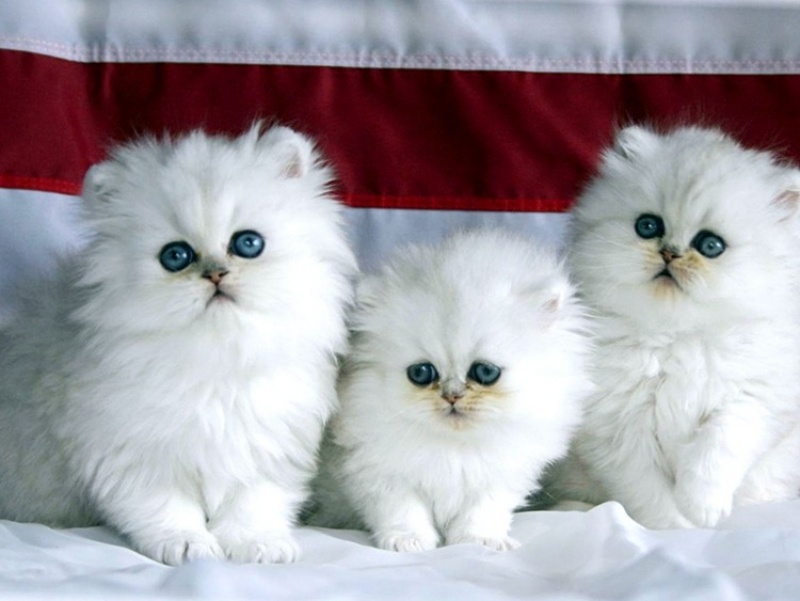 Bảo Tồn và Bảo Vệ Mèo Ba Tư Hoang Dã: Nỗ Lực và Thách Thức