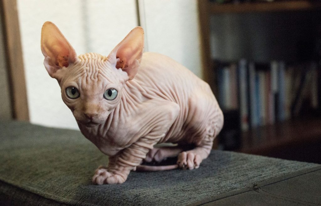 Mèo Sphynx trong văn hóa đại chúng